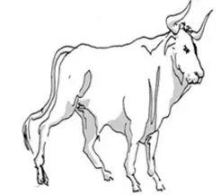 taurus.jpg