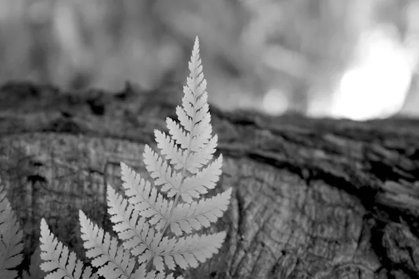 Photo by Amanda Painter