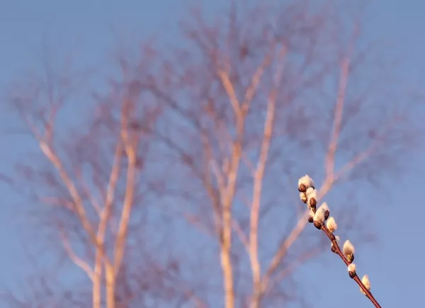 600_dawn_trees_pussywillow_march2012dscf5842.jpg