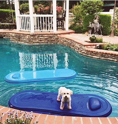 art-of-biz_aquajet_dog-in-pool-with-gazebo.jpg