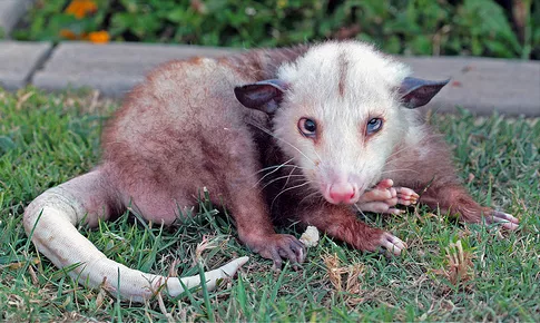 Opossums are our friends.