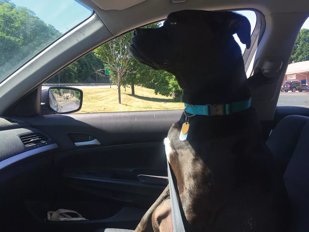 Editors Note Clancy The Cane Corso Editors Note