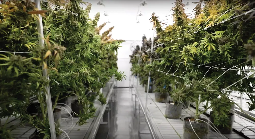 An Acreage Holdings grow room in Syracuse.
