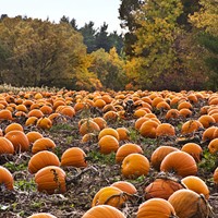 The Hudson Valley's Best U-Pick Pumpkin Patches