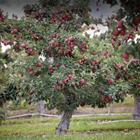 Autumn is for Apple Picking: Best U-Pick Apple Orchards in the Hudson Valley