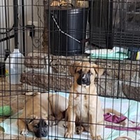 Fur-Get Me Not: The Woman Who Can&rsquo;t Stop Saving Dogs