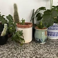 7 Boutique Plant Shops for All You Indoor Gardeners