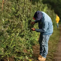 Sow it Goes: The First Legal Weed Harvest in New York