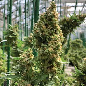 W is for Weed and Wellness