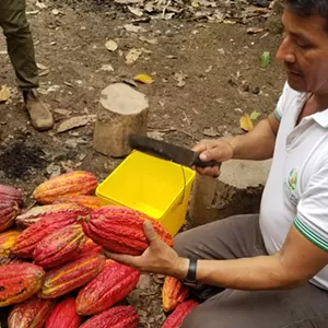 The Power of Cooperation: Berkshire Food Co-op's Commitment to Sustainable Sourcing Supports Farmers Near and Far