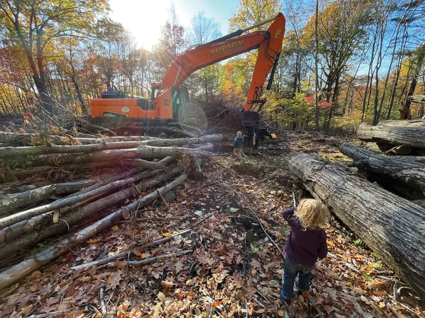 Hudson Valley Forestry Transforms Wild Woodlands into Well-Managed Forests - Vimarsana News