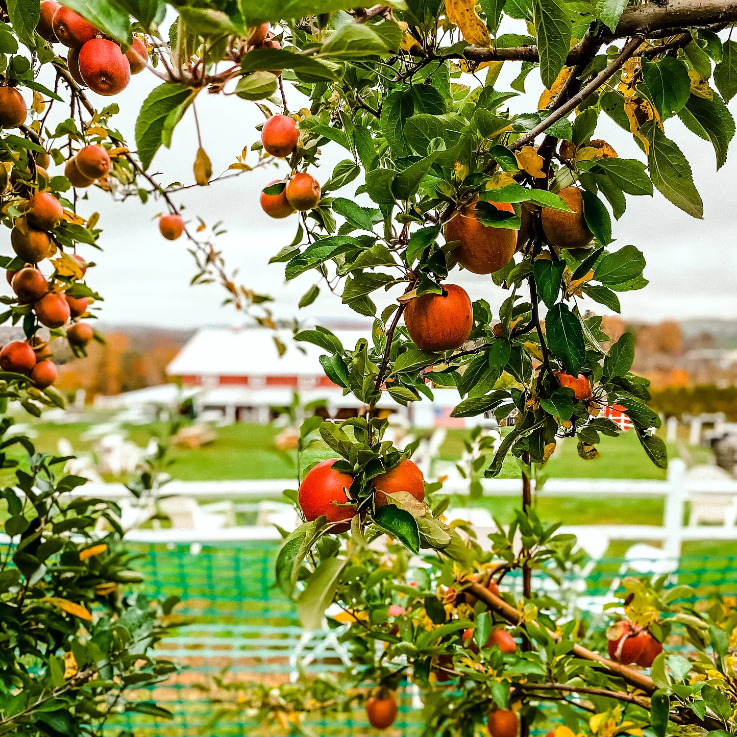 In Search of Autumn Fun on the Farm? Pennings Farm in Warwick Has It All - Vimarsana News