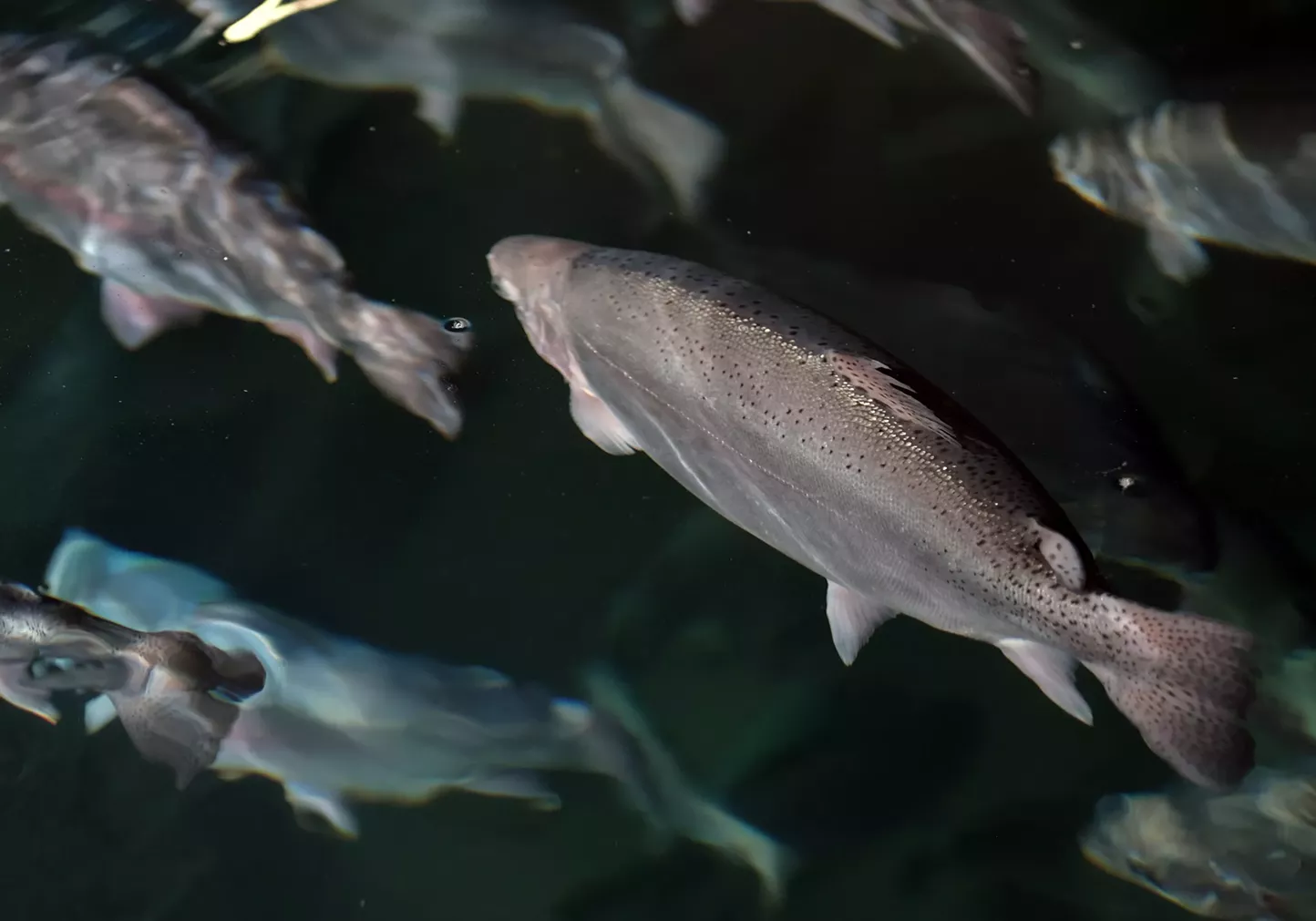 Trout Is The New Salmon Hudson Based Fishery Champions hudson based fishery champions