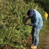 A worker readying one of the 38,000 marijuana plants at Hepworth Farms in Milton for harvest. A worker readying one of the 38,000 marijuana plants at Hepworth Farms in Milton for harvest.