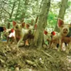 Behold! New Lebanon has many Saturday programs about animals. Behold! New Lebanon has many Saturday programs about animals.