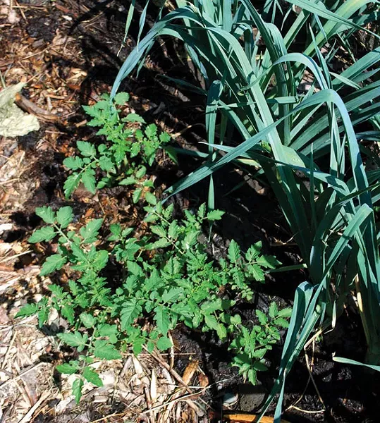 Volunteer tomato plants are unpredictable in the size and flavor of their fruits. - LARRY DECKER
