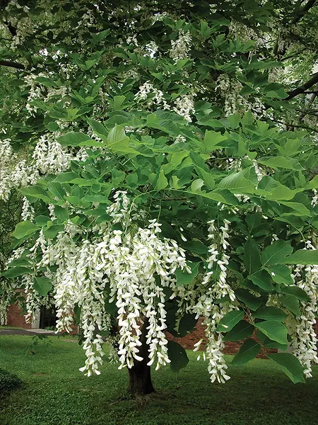 Well-sited urban trees like this yellowwood provide beauty, shade, and enhanced property values - MICHELLE SUTTON