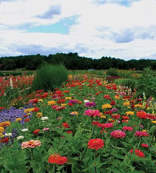 Zinnias are named for a German botanist named Johann Gottfried Zinn. - LARRY DECKER