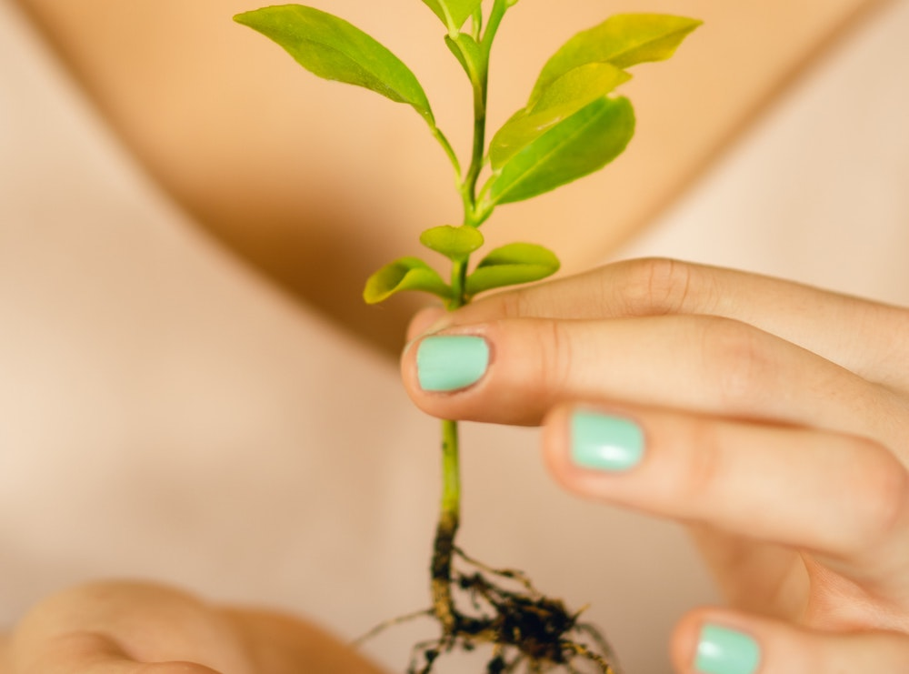 Get A Free Tree Sapling From Keep Cincinnati Beautiful S Drive Thru This Friday Cincinnati Citybeat