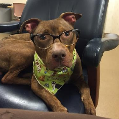 cleveland adoption apl pups adorable currently slideshow scene