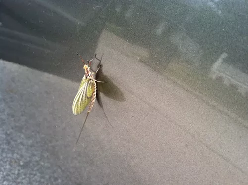 A mayfly as seen on the side of a car in Lakewood A mayfly as seen on the side of a car in Lakewood