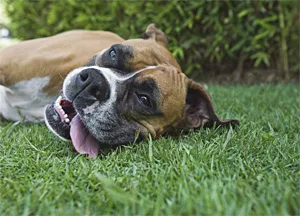 A sadistic animal control officer is back in action in Akron.