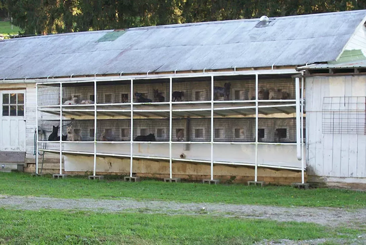 amish puppy mills near me