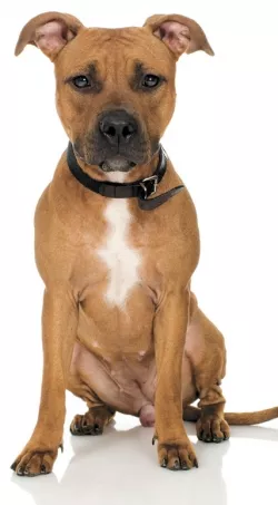 1592_s_hpitbull.jpg