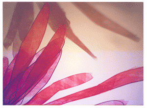 207656.t.gif