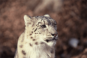 1392211.t.gif