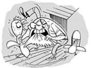 Part of this unlucky fella's gonna be at Wings on the - West Bank (Friday).