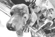 Rip van Poochie: Susie the pit bull has been - "sleeping" for 27 years. - WALTER NOVAK