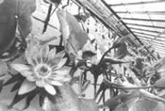 Tricker treats: The nursery includes six greenhouses - bursting with color. - WALTER NOVAK