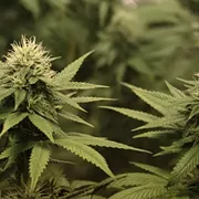 Medical Marijuana Expo Rolls Into Akron This March