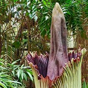 The Stinky-Ass Corpse Flower at the Cleveland Metroparks Zoo Has Bloomed