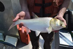 Silver carp - PHOTO COURTESY OF ASIAN CARP REGIONAL COORDINATING COMMITTEE