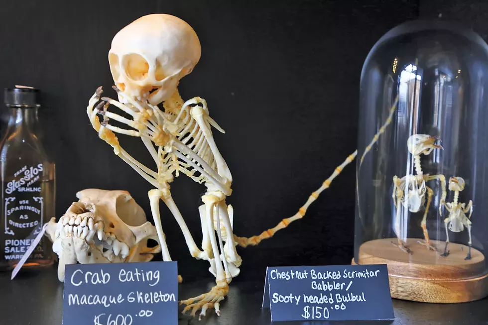 Authentic skeletal remains, available at Cleveland Curiosities.