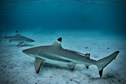 A pair of blacktip sharks. - PHOTO VIA TOUTIESS/INSTAGRAM