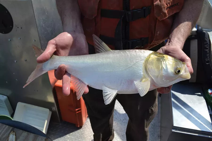 Silver carp - PHOTO COURTESY OF ASIAN CARP REGIONAL COORDINATING COMMITTEE