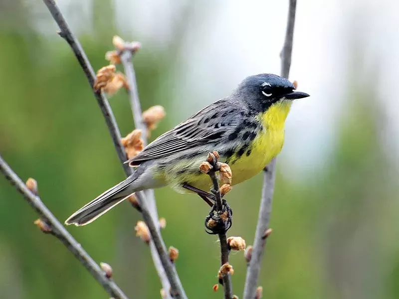 Kirtland’s warbler in Michigan - PHOTO BY JOEL TRICK