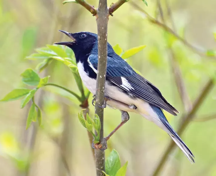 Black-throated blue - warbler at Magee Marsh - PHOTO BY RODNEY CAMPBELL
