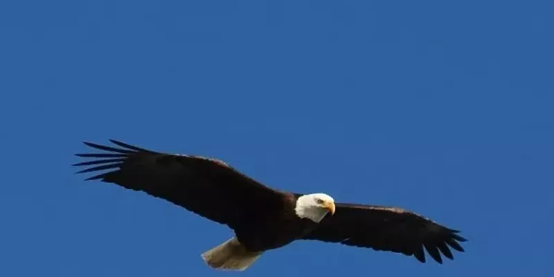 Eagles Bingo Near Me Eagles Bingo Near Me