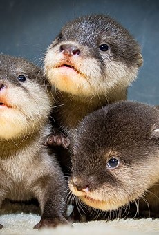 These Adorable Cleveland Metroparks Zoo Otter Pups Now Have Names