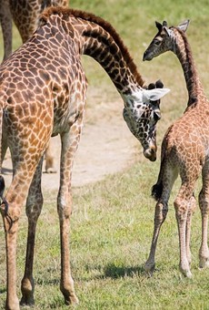 Cleveland Metroparks Zoo's New Baby Giraffe Finally Has a Name