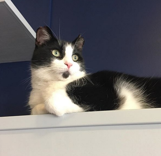 The Tremont Cat Cafe Will Open Jan 2 Scene and Heard The Tremont Cat Cafe Will Open Jan 2 Scene and Heard