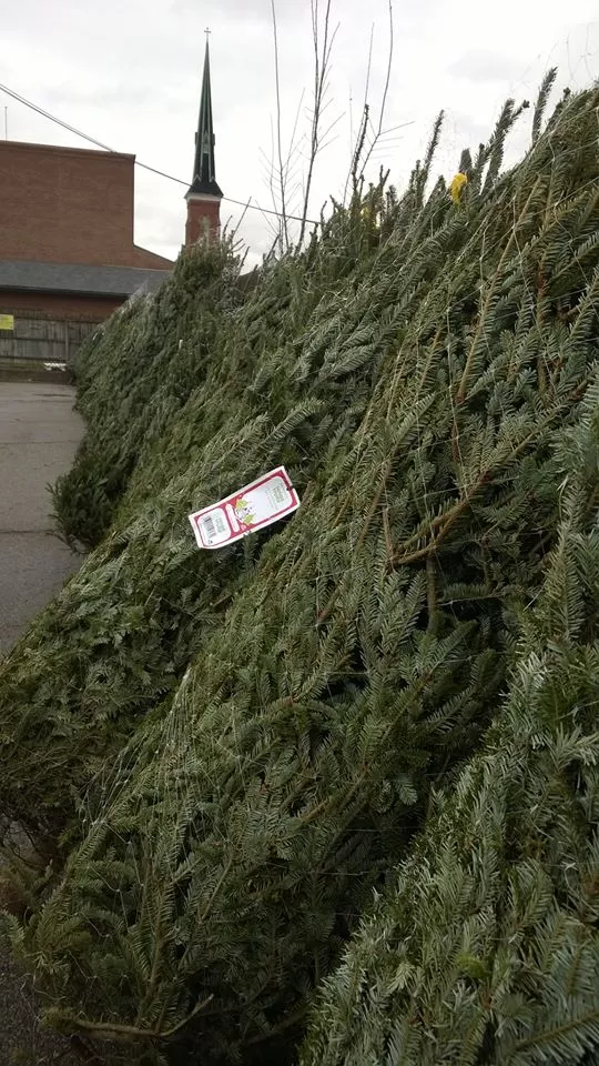 Petitti S Garden Center Spreads Holiday Cheer Donates 60 Trees To