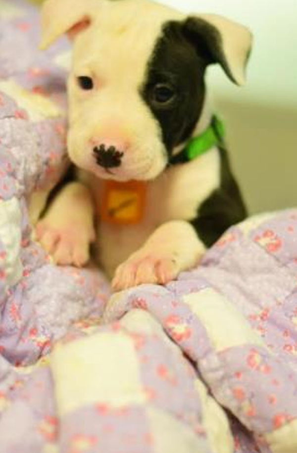 15 Adorable Pups Currently Up for Adoption at the Cleveland APL