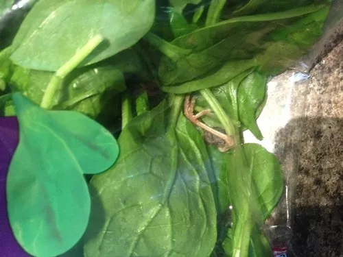 Bird_leg_in_salad4_1397843289236_4128452_ver1.0_640_480.jpeg