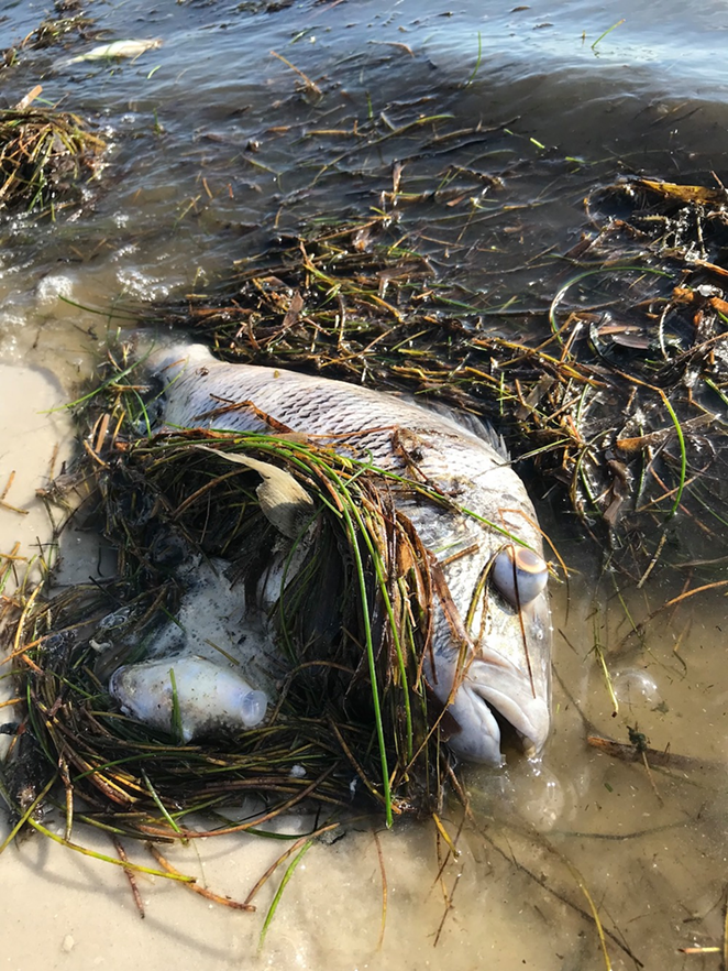 As the kill peaked along the bay, I did my small part. I walked the thin strand of eroding beach at Lassing Park.