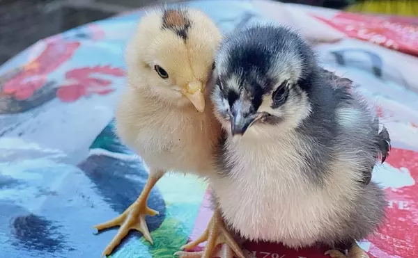 A couple of rescues at YMM sanctuary in October.
